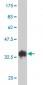 TAF5L Antibody (monoclonal) (M01)