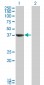 TAF5L Antibody (monoclonal) (M01)
