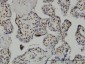 TAF7 Antibody (monoclonal) (M01)