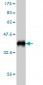 TAF7 Antibody (monoclonal) (M01)