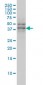 TAF7 Antibody (monoclonal) (M01)