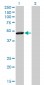 TAF7 Antibody (monoclonal) (M01)