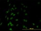 TAF7 Antibody (monoclonal) (M01)