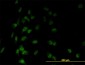 TAF7 Antibody (monoclonal) (M01)