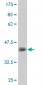 TAF7 Antibody (monoclonal) (M02)