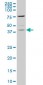 TAF7 Antibody (monoclonal) (M02)