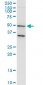 TARBP2 Antibody (monoclonal) (M04)