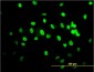 TARDBP Antibody (monoclonal) (M01)