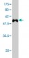 TARDBP Antibody (monoclonal) (M01)