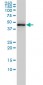 TARDBP Antibody (monoclonal) (M01)