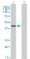 TARDBP Antibody (monoclonal) (M01)