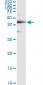 TARDBP Antibody (monoclonal) (M01)