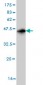 TAX1BP1 Antibody (monoclonal) (M01)