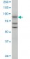 TAX1BP1 Antibody (monoclonal) (M01)