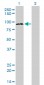 TAX1BP1 Antibody (monoclonal) (M01)
