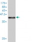 TAX1BP3 Antibody (monoclonal) (M01)