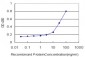 TAZ Antibody (monoclonal) (M19)