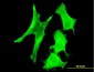 TAZ Antibody (monoclonal) (M19)