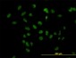 TBL1XR1 Antibody (monoclonal) (M01)