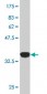 TBL1XR1 Antibody (monoclonal) (M01)