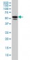 TBL1XR1 Antibody (monoclonal) (M01)