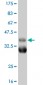 TBX18 Antibody (monoclonal) (M04)