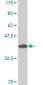 TBX21 Antibody (monoclonal) (M07)