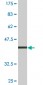 TBX21 Antibody (monoclonal) (M10)