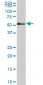 TBX21 Antibody (monoclonal) (M10)