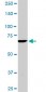 TBX3 Antibody (monoclonal) (M02)