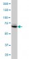 TBX3 Antibody (monoclonal) (M02)