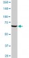 TBX3 Antibody (monoclonal) (M02)