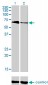 TBX5 Antibody (monoclonal) (M01)