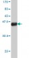 TBX5 Antibody (monoclonal) (M01)