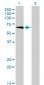 TBX5 Antibody (monoclonal) (M01)