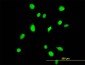 TBX6 Antibody (monoclonal) (M06)