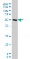 TBX6 Antibody (monoclonal) (M06)