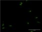 TCEA1 Antibody (monoclonal) (M06)