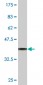 TCEA1 Antibody (monoclonal) (M06)