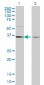 TCEA1 Antibody (monoclonal) (M06)