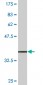 TCEAL1 Antibody (monoclonal) (M20)