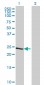 TCEAL1 Antibody (monoclonal) (M20)
