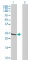 TCEAL1 Antibody (monoclonal) (M20)