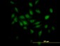 TCEB2 Antibody (monoclonal) (M01)