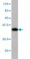 TCEB2 Antibody (monoclonal) (M01)