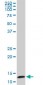 TCEB2 Antibody (monoclonal) (M01)