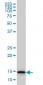 TCEB2 Antibody (monoclonal) (M01)