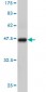 TCEB3 Antibody (monoclonal) (M01)