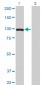 TCEB3 Antibody (monoclonal) (M01)