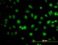 TCEB3 Antibody (monoclonal) (M02)